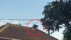 Heboh, Lutung Ekor Panjang Berkeliaran di Permukiman Penduduk Karangpawitan Garut
