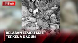 Belasan Ekor Lembu Mati karena Diduga Diracuni, Pemiliknya Nangis saat Ternaknya Dievakuasi