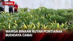 Lima Warga Binaan Berhasil Budidaya Cabai di Rutan Pontianak, Harga Rp50 Ribu Per Batang