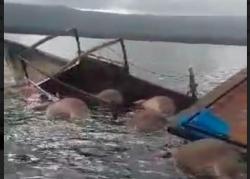 Longboat Tenggelam Dihantam Ombak di Maluku Utara, 10 Kerbau Mati<