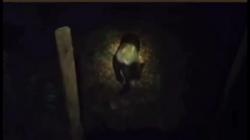 Beruang Madu Teror Warga Masoriyan Kobar, Kerap Muncul di Permukiman <