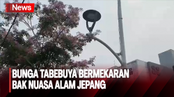 Bunga Tabebuya Bermekaran Di Sudut Kota Jakarta, Begini Reaksi Warga   