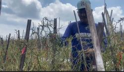 Ribuan Tanaman Cabai dan Tomat di Banjarnegara Mati akibat Kekeringan, Petani Gagal Panen