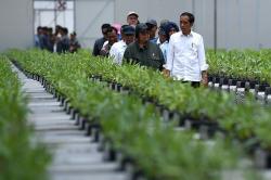 Presiden Jokowi Cek Perkembangan Pembibitan Tanaman untuk Penghijauan IKN