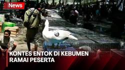 Ratusan Entok Ikut Kontes di Kebumen, Panitia: Terbagi 2 Kategori