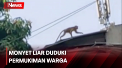 Bikin Resah! Tiga Monyet Liar Duduki Permukiman Warga Cengkareng
