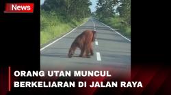 Diduga Tergerus Perkebunan Sawit, Orang Utan Muncul Berkeliaran di Jalan Raya 
