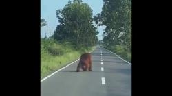 Diduga Kelaparan, Orang Utan Besar Berkeliaran di Jalan Raya Kotawaringin Lama Kobar<