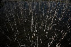 Ratusan Pohon Mangrove di Teluk Kendari Mati Bersamaan