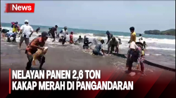 Nelayan Batukaras Panen Ikan, Tangkap 2,6 Ton Kakap Merah dengan Jaring Arad<