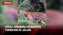 Bikin Gempar! Harimau Sumatra Berkeliaran di Jalan Raya Aceh