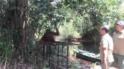 Usai Tertangkap, Orang Utan Dilepasliarkan di Suaka Margasatwa Lamandau Kalteng