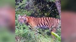 Viral Video Harimau Sumatra Jalan Santai di Perbatasan Aceh Barat Daya-Gayo Lues