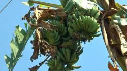 Heboh Pohon Pisang Bertandan 3 di Grobogan Dikaitkan Caleg sebagai Lambang Kemenangan <