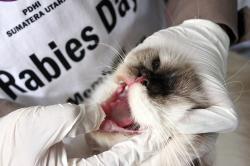 Gawat! 1.823 Orang Terkena Rabies di NTT, 11 Meninggal 