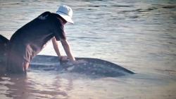Hiu Tutul 6 Meter Mati Tersangkut Jaring Nelayan di Jepara<