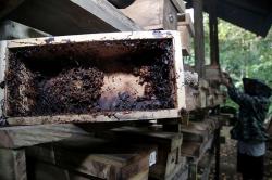 Produksi Madu Trigona Turun saat Musim Kemarau