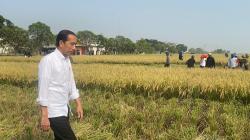 Jokowi Panen Raya di Subang Tanpa Didampingi Syahrul Yasin Limpo<