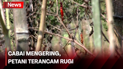  Cabai Mengering akibat Kemarau, Petani Terancam Rugi Ratusan Juta Rupiah<