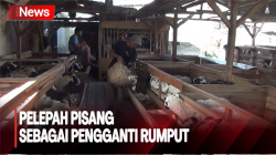Kemarau Panjang, Peternak Domba Ganti Pakan Rumput dengan Pelepah Pisang