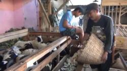 Siasati Sulitnya Rumput Hijau, Peternak Domba KBB Oplos Pakan dengan Pelepah Pisang<
