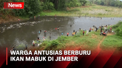 Intip Keseruan Warga Berburu Ikan Mabuk di Sungai Bedadung Usai Hujan Pertama Turun