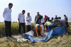 Presiden Jokowi Tinjau Petani Panen Padi di Indramayu
