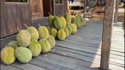 Berkah Kemarau Panjang bagi Desa Bi'ih Kalsel, Petani Panen Durian Melimpah<