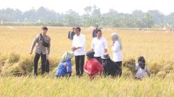 Presiden Jokowi Panen Raya Padi di Indramayu, Pastikan Stok Beras Nasional Aman<