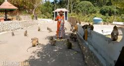 Kampung Unik di Banyumas, Ada Legenda Monyet Kutukan yang Hidup Berdampingan dengan Warga