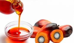 PTPN Percepat Pembangunan Pabrik Kelapa Sawit untuk Produksi Minyak Goreng Merah