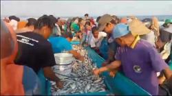 Lagi, Nelayan Pangandaran Ketiban Rezeki Nomplok, Sekali Jaring Dapat Ikan Berlimpah