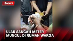 Bikin Kaget! Ular Sanca Sepanjang 4 Meter Muncul di Rumah Warga