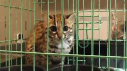 Kucing Hutan Langka Masuk Permukiman di Palangka Raya, Diduga akibat Karhutla