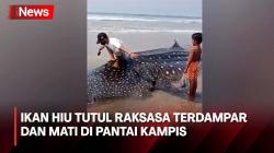 Warga Digegerkan Penampakan Hiu Tutul Raksasa yang Terdampar dan Mati di Pantai Cibitung