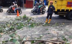 Kronologi 2 Pemotor di Malang Tertimpa Pohon Tumbang, Bahu dan Lengan Patah<
