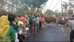 Pohon Tumbang Timpa Warung dan Motor, Akses Jalan Utama Pemalang-Purbalingga Tersendat