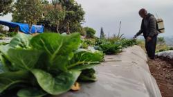 Dampak Kemarau Panjang, Petani Lembang Terancam Rugi Jutaan Rupiah Akibat Gagal Panen<