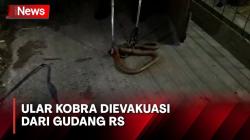 Petugas Damkar Evakuasi Kobra 3 Meter dari Gudang RS di Palangka Raya