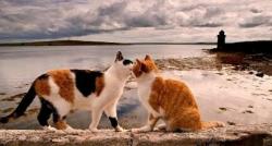 Kampung Unik di Sulawesi Barat, Punya Pulau Kecil Suasananya seperti di Jepang Dihuni Kucing Liar 