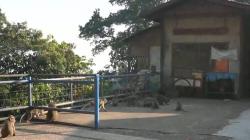Diduga Kelaparan, Kawanan Monyet Ekor Panjang Turun ke Jalan Kolonel Masturi KBB<