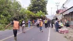 Pohon Besar Tumbang di Limbangan Garut, Timpa Rumah dan Pemotor yang Melintas 