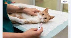 Yuk Intip Cara Merawat Kucing yang Benar agar Sehat dan Bersih