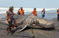 Evakuasi dengan 3 Jip, Bangkai Hiu Paus Terdampar di Pantai Garongan Kulonprogo Dikubur