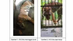 Harimau di Medan Zoo Mati, Ini Kata Bobby Nasution