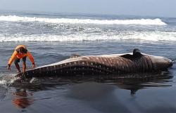 Hiu Paus Mati Terdampar di Pantai Garongan Kulonprogo