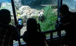 Hubungan Retak dengan AS, China Tarik 3 Panda di Taman Nasional Washington