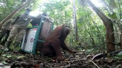 Direhabilitasi 10 Tahun, 8 Orang Utan Dilepasliarkan di Hutan Murung Raya<