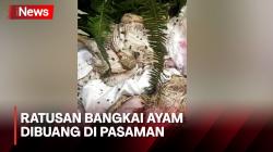 Ratusan Bangkai Ayam yang Dibuang di Jalanan, Warga Khawatir Wabah Penyakit
