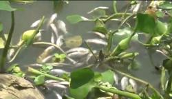 Ribuan Ikan di Sungai Bengawan Solo Bojonegoro Mati, Diduga Tercemar Limbah<